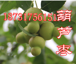出售葫芦枣树苗（新奇特红枣品种）  枣苗