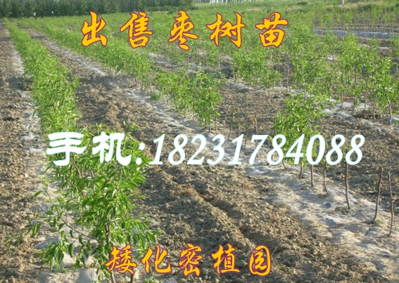 出售胎里红大枣苗（品质保证）  枣树