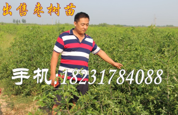 赣州哪里出售枣树苗（特色果树品种）  枣苗