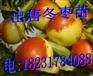 哪里出售冬枣苗（四川）