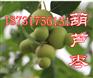 出售葫芦枣树苗（新奇特红枣品种）