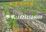 出售胎里红大枣苗（品质保证）