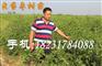 赣州哪里出售枣树苗（特色果树品种）