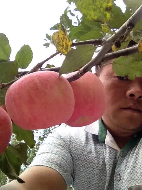 陕西红富士苹果基地，膜袋红富士苹果价格，纸袋红富士苹果批发。  红富士苹果产地