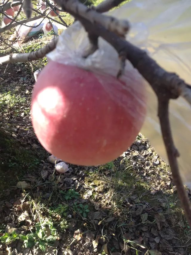 陕西红富士苹果基地，膜袋红富士苹果价格，纸袋红富士苹果批发。  红富士苹果产地