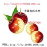 供应大红袍花椒.色泽红.肉厚.味浓.