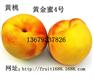 供应园丰核桃/果实大/薄皮/成熟早/品质佳