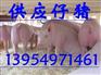 山东仔猪基地山东仔猪价格山东仔猪行情信息