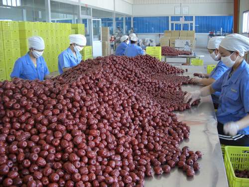 乐陵新疆红枣批发供应一手货源  新疆红枣厂家  新疆大枣批发商  新疆枣供应商