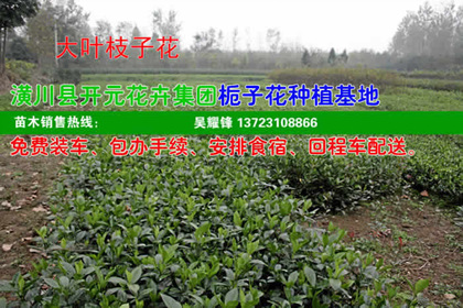 河南小叶栀子花/潢川枝枝花苗