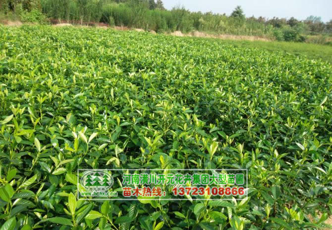 河南小叶栀子花/潢川枝枝花苗