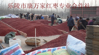 乐陵金丝小枣产地批发代办  金丝小枣价格  乐陵小枣厂家  金丝小枣供应商