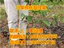 四川核桃苗，南充川早核桃苗培育，南充良种核桃苗