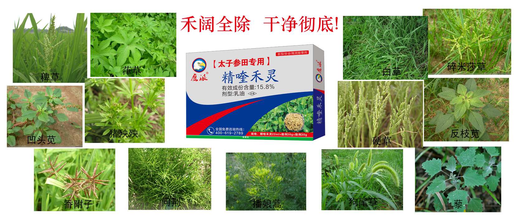 太子参田专用除草剂|精喹禾灵厂家&nbsp;&nbsp;太子参专用除草剂
