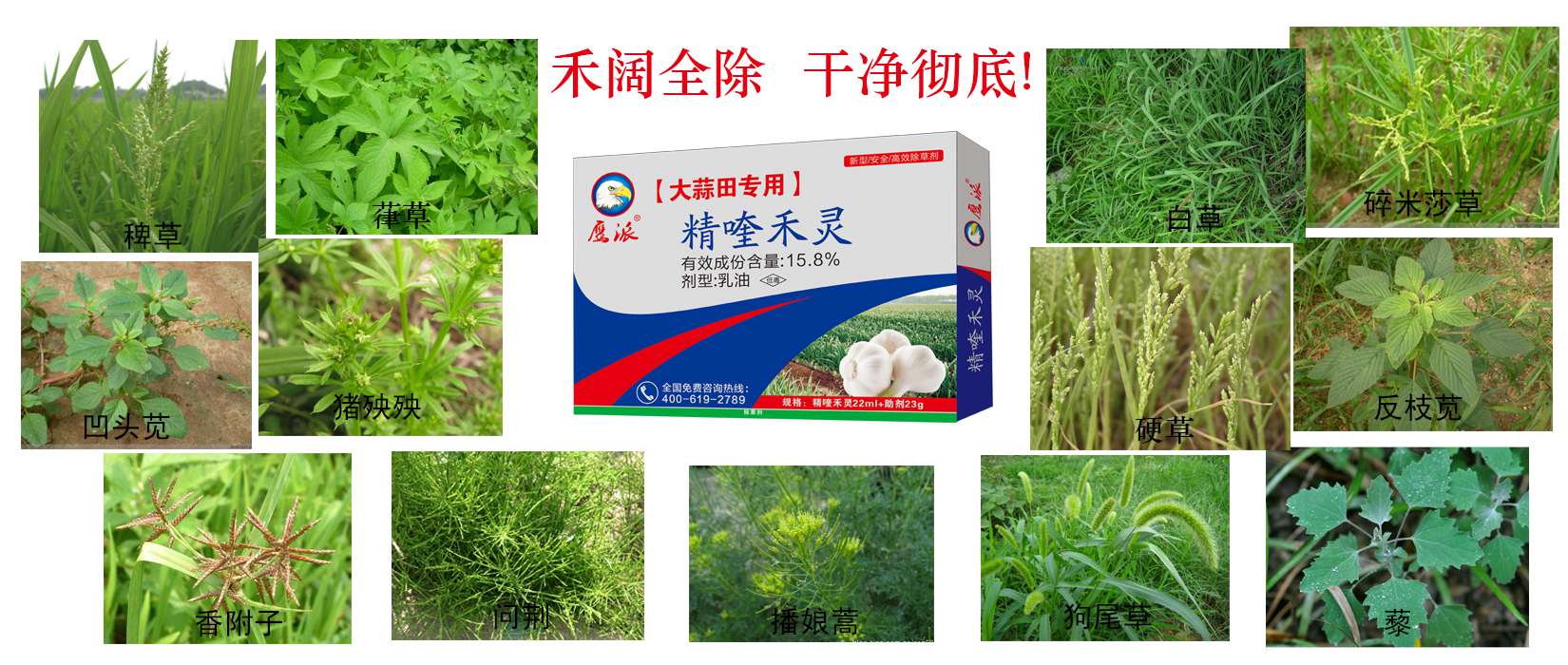 大蒜田专用除草剂|精喹禾灵除草剂厂家&nbsp;&nbsp;精喹禾灵厂家