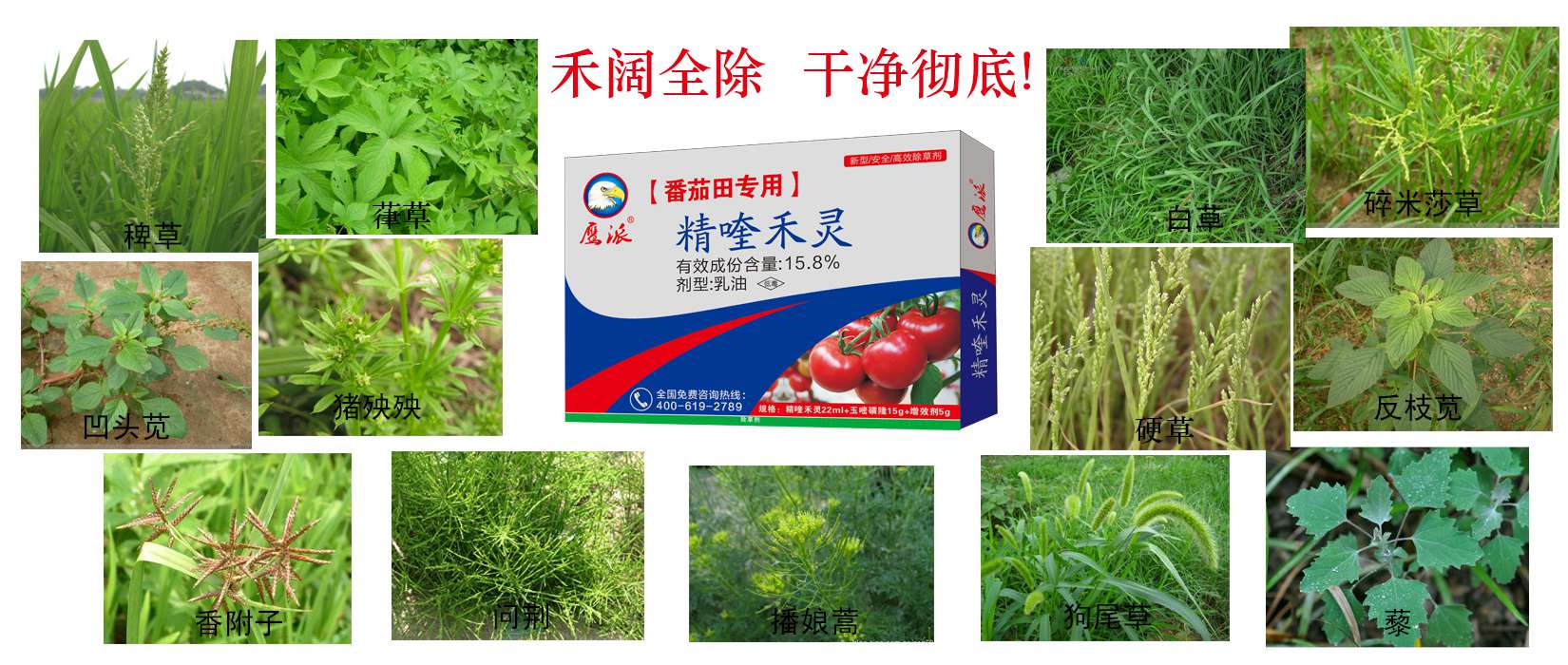 浙江番茄田专用除草剂|精喹禾灵除草剂厂家&nbsp;&nbsp;浙江番茄专用除草&nbsp;&nbsp;精喹禾灵厂家&nbsp;&nbsp;浙江番茄除草剂