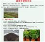 云南镇雄县42%威百亩杀草灭菌剂12.12优惠大促销