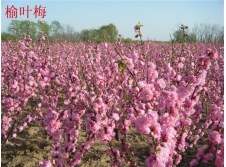 辽宁重瓣榆叶梅、榆叶梅小苗、东北榆叶梅、榆叶梅球