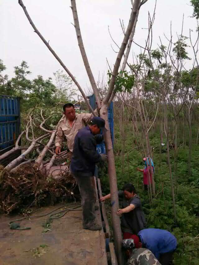 辽宁火炬树、东北火炬树、火炬树小苗、火炬树基地
