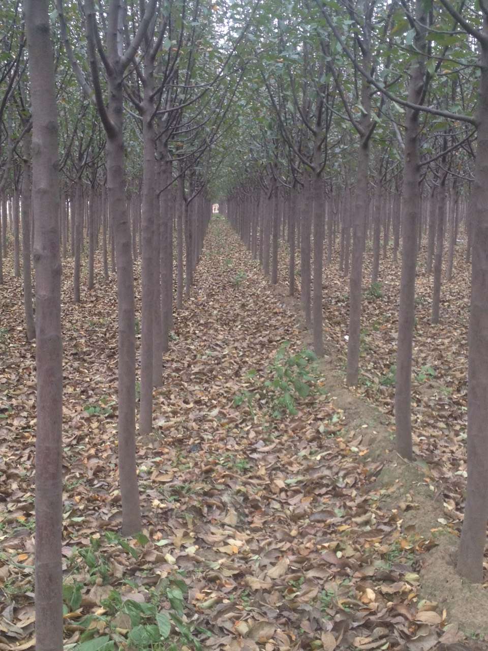 辽宁火炬树、东北火炬树、火炬树小苗、火炬树基地
