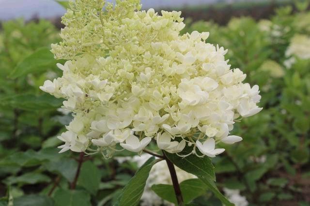 辽宁大花水桠木、东北大花水桠木、大花水桠木小苗、大花水桠木基