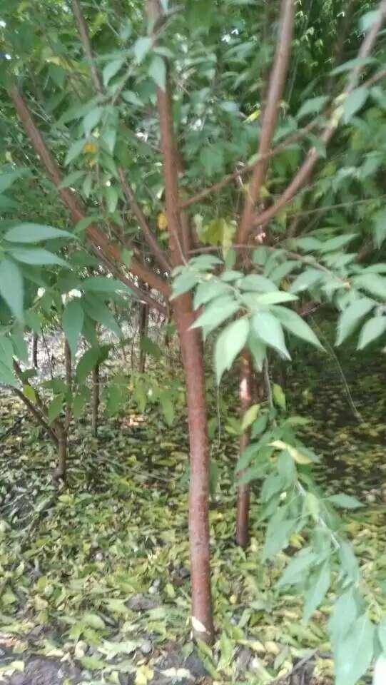 東北京桃樹、京桃樹小苗@遼寧京桃樹基地、京桃樹價低