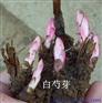 玄参芽子批发/玄参苗
