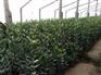 优质冬青种植批发基地——青州向阳草花苗木供应中心