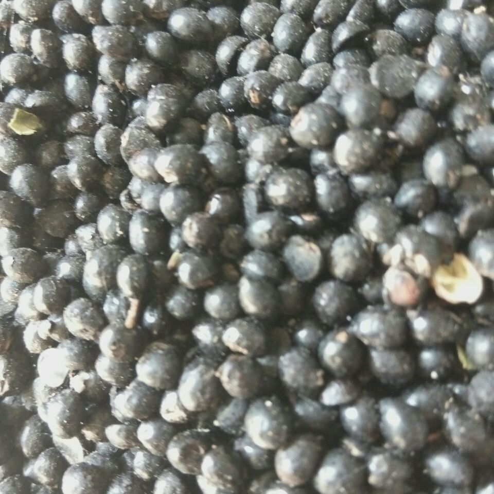 韩城市最新的狮子头花椒树苗  狮子头花椒苗  韩城花椒苗