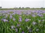 青州绿九州宿根花卉基地供应优质高山紫菀【山东紫菀价格】