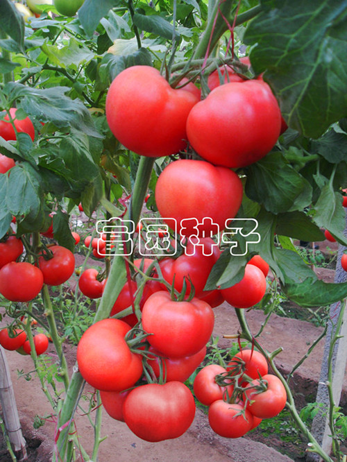 寿光市富园种业有限公司