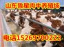小牛犊销售厂家