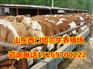 现在肉牛多少钱一斤