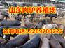 最新新疆驴价格