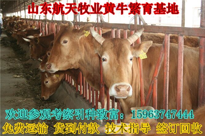 张家界 利木赞牛|肉牛价格|牛犊价格|&nbsp;&nbsp;养牛