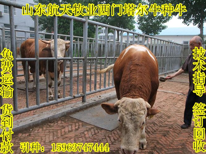 湘潭 三元杂交牛|肉牛养殖场|牛犊价格|&nbsp;&nbsp;养牛