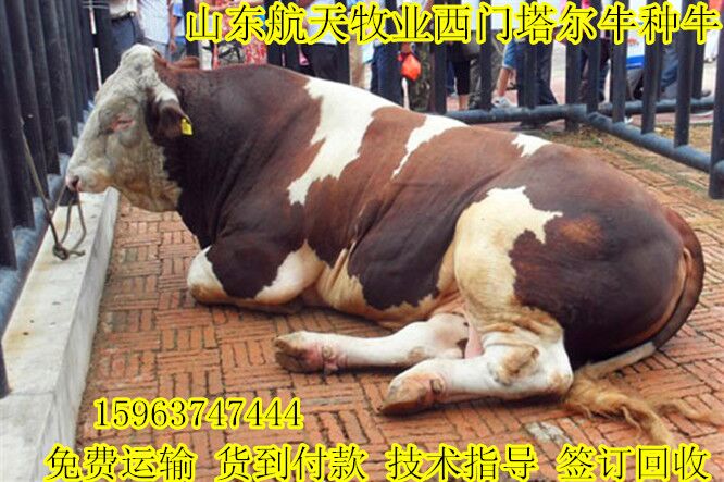岳阳 西门塔尔牛|肉牛价格|肉牛养殖场&nbsp;&nbsp;牛犊&nbsp;&nbsp;养牛
