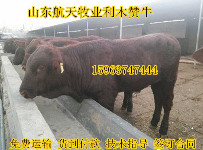 岳阳 西门塔尔牛|肉牛价格|肉牛养殖场&nbsp;&nbsp;牛犊&nbsp;&nbsp;养牛