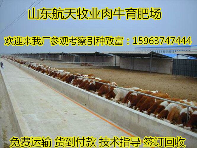苏家屯区 夏洛莱牛|肉牛养殖场|牛犊价格|&nbsp;&nbsp;养牛