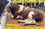 岳阳 西门塔尔牛|肉牛价格|肉牛养殖场