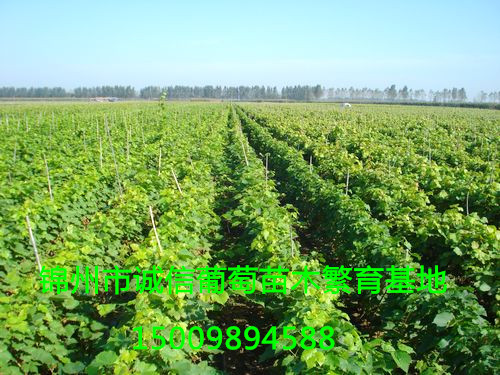 北镇市宏发苗木种植专业合作社