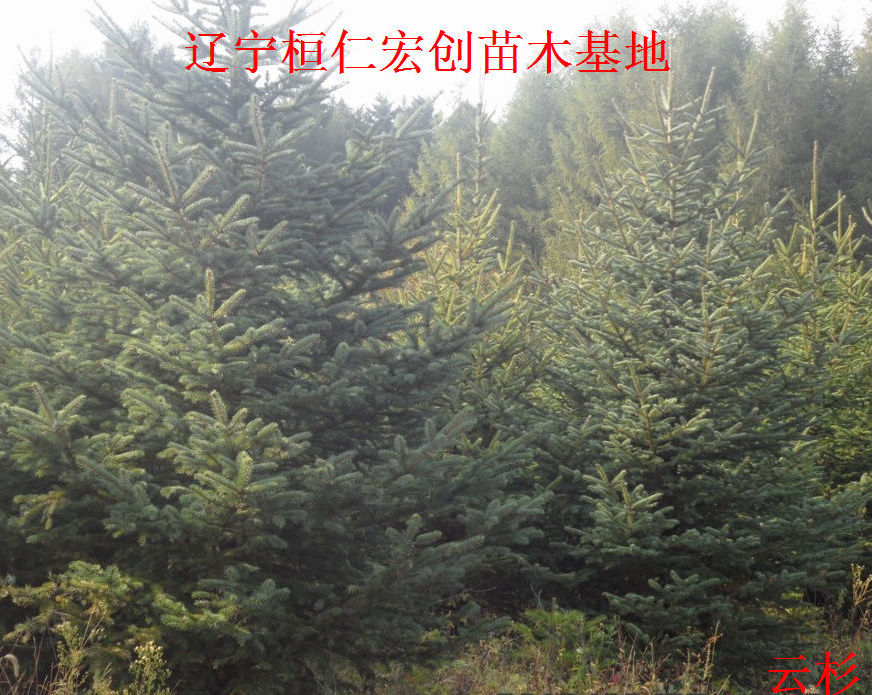 云杉树、云杉基地、辽宁云杉、桓仁云杉  云杉树价格  辽宁云杉基地