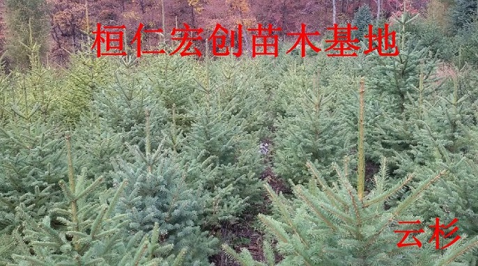 青仟云杉基地、青仟云杉小苗、辽宁青仟云杉、青仟云杉价格