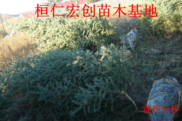 青仟云杉基地、青仟云杉小苗、辽宁青仟云杉、青仟云杉价格