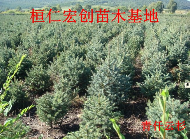 青仟云杉基地、青仟云杉小苗、辽宁青仟云杉、青仟云杉价格