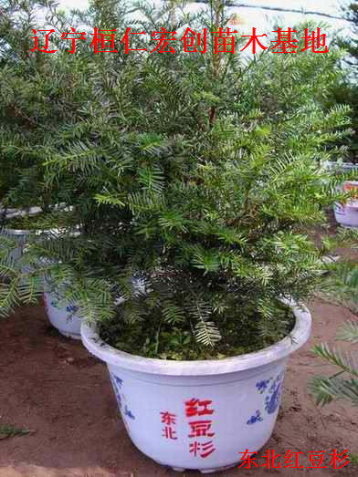 东北红豆杉小苗、东北红豆杉基地、东北红豆杉树苗  辽宁红豆杉价格