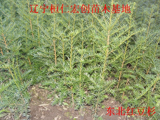 东北红豆杉小苗、东北红豆杉基地、东北红豆杉树苗  辽宁红豆杉价格
