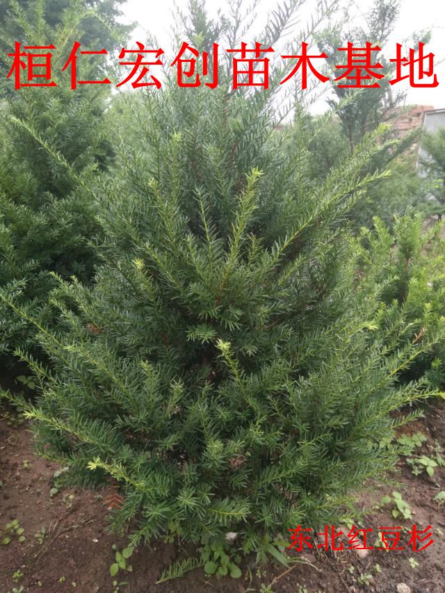 东北红豆杉小苗、东北红豆杉基地、东北红豆杉树苗  辽宁红豆杉价格