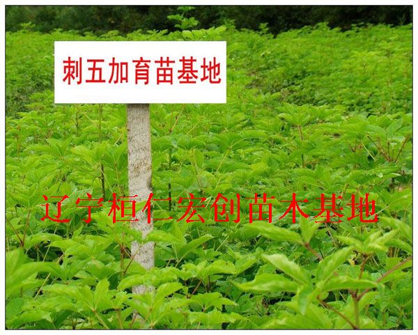 刺五加小苗、刺五加基地、刺五加树苗、刺五加种苗基地