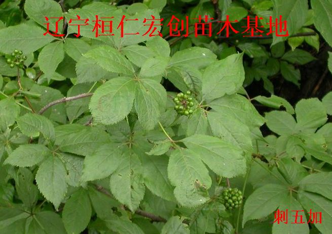 刺五加小苗、刺五加基地、刺五加树苗、刺五加种苗基地
